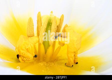 Miniaturfigur Menschen tragen Hasmatanzüge in der Mitte eines Tulpenblüten Heufieber Konzept Stockfoto