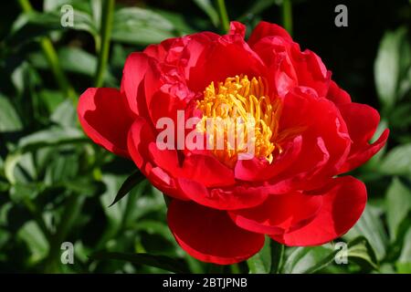 Paeonia Coral Magic. Halbdoppelte rosa Pfingstrose. Im Garten blüht ein wunderschöner Korallen-Pfingstrose. Stockfoto