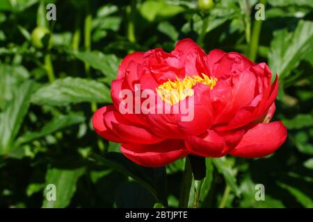 Paeonia Coral Magic. Halbdoppelte rosa Pfingstrose. Im Garten blüht ein wunderschöner Korallen-Pfingstrose. Stockfoto