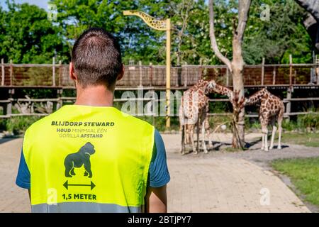 Ein Mitarbeiter, der eine Weste mit einer sozialen Distanzierungssage im Zoo trägt.die Diergaarde Blijdorp (Zoo Rotterdam) wird in Phasen wieder geöffnet, zunächst für Dauerkarte-Inhaber, dann für Tagesbesucher. Der Zoo führt Fahrtrichtungstests mit implementierten Coronavirus-Maßnahmen an Mitarbeitern und deren Familienangehörigen durch. Stockfoto