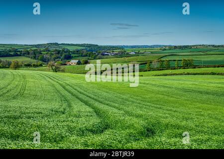 Eine sehr grüne Frühlingsgerste mit großen Traktorlinien, die Ihr Auge in ein schönes Patchwork von kornischen Bauernhöfen in sanft hügeliger Landschaft hineinzieht. Stockfoto