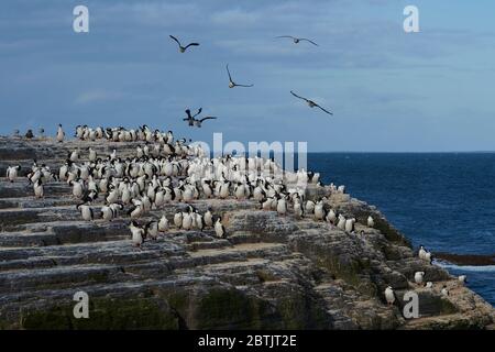 Große Gruppe von König Kormoran (Phalacrocorax atriceps albiventer) an der Küste der Bleaker Island auf den Falklandinseln Stockfoto