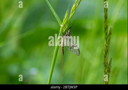 Erwachsene Mayfly, Ephemera danica, auf einem Grashalm ruhend Stockfoto