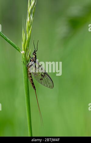 Erwachsene Mayfly, Ephemera danica, auf einem Grashalm ruhend Stockfoto