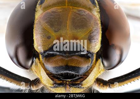 Extreme Makroaufnahme des Gesichts einer australischen Kaiser Libelle Stockfoto