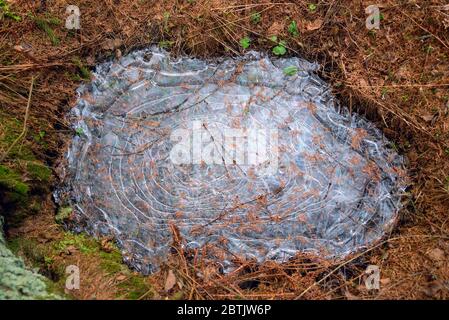 Eine gefrorene Pfütze mit einem blauen Muster auf dem Eis Stockfoto