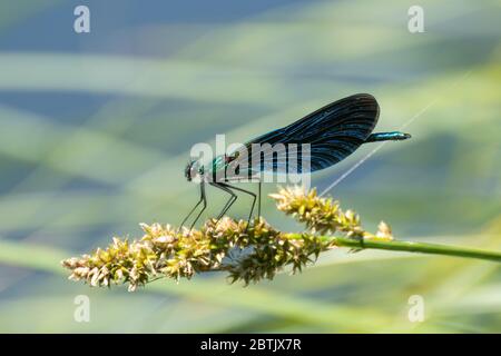 Männchen schöne demoiselle (Calopteryx virgo) Damselfly, UK Stockfoto