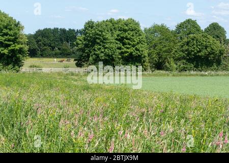 Ein Wildblumenrand am Rand eines Ackerfeldes auf Ackerland in Hampshire, Großbritannien, im Mai, mit Esparsette und anderen Blumen Stockfoto