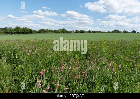 Ein Wildblumenrand am Rand eines Ackerfeldes auf Ackerland in Hampshire, Großbritannien, im Mai, mit Esparsette und anderen Blumen Stockfoto