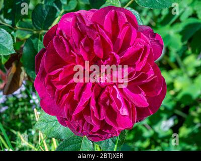 Nahaufnahme einer purpurroten Strauchrose namens Rosa Darcey Bussell, die in einem Garten wächst Stockfoto