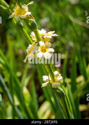 Mehrjährige Blüte, Sisyrinchium striatum wächst in einem Garten. Stockfoto