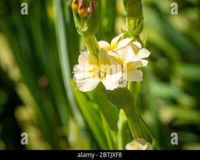 Mehrjährige Blüte, Sisyrinchium striatum wächst in einem Garten. Stockfoto