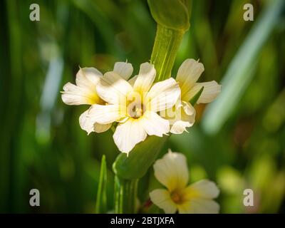 Nahaufnahme der mehrjährigen Blüte, Sisyrinchium striatum wächst in einem Garten. Stockfoto