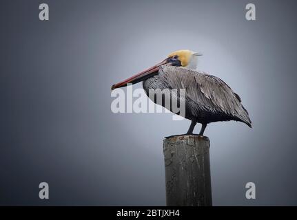 Erwachsener Brown Pelican ruht auf einer Stange mit einem weichen Hintergrund Stockfoto