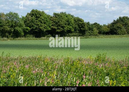 Ein Wildblumenrand am Rand eines Ackerfeldes auf Ackerland in Hampshire, Großbritannien, im Mai, mit Esparsette und anderen Blumen Stockfoto