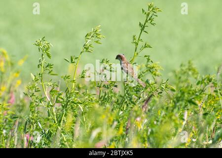 Haussperling (Passer domesticus) auf der Nahrungssuche nach Insekten in einem Farmland Wildblumen Rand während der Frühjahrsbrützeit, Hampshire, Großbritannien Stockfoto