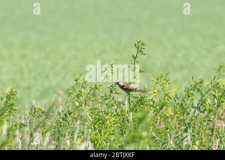 Haussperling (Passer domesticus) auf der Nahrungssuche nach Insekten in einem Farmland Wildblumen Rand während der Frühjahrsbrützeit, Hampshire, Großbritannien Stockfoto