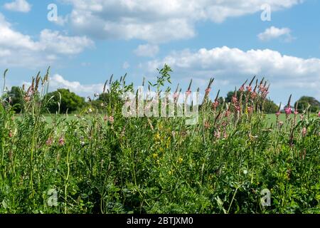 Ein Wildblumenrand am Rand eines Ackerfeldes auf Ackerland in Hampshire, Großbritannien, im Mai, mit Esparsette und anderen Blumen Stockfoto