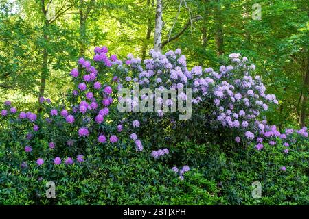 Rhododendron (Rhododendron ponticum) in Blüte durch die Straße in Fleet, Hampshire, Großbritannien. Rhododendren sind eine nicht-native invasive Pflanze in Großbritannien. Stockfoto