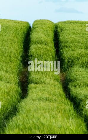 Traktorreifen Spuren in einem Gerstenfeld, West Lothian, Schottland Stockfoto