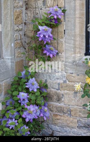 clematis 'Multi Blue' Klettern Steinmauer Hütte Stockfoto