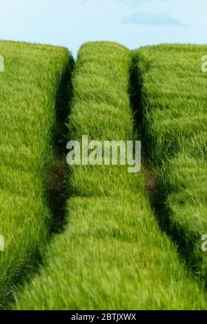 Traktorreifen Spuren in einem Gerstenfeld, West Lothian, Schottland Stockfoto