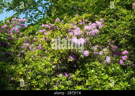 Rhododendron (Rhododendron ponticum) in Blüte durch die Straße in Fleet, Hampshire, Großbritannien. Rhododendren sind eine nicht-native invasive Pflanze in Großbritannien. Stockfoto