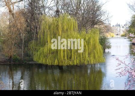 Trauerweide auf einer Insel im St. James Park London Stockfoto