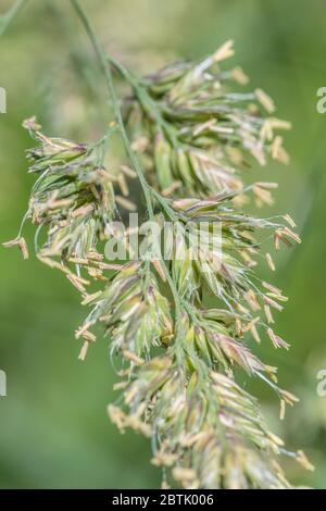 Makro-Nahaufnahme von blühendem Gras im Sonnenlicht. Vermutlich Cocksfoot Gras / Dactylis glomerata ein gemeinsames landwirtschaftliches Gras in Großbritannien Stockfoto