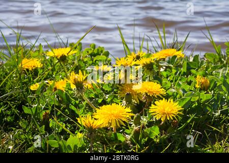 Gelbe Löwenzahn im Gras am Flussufer Stockfoto