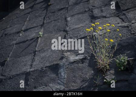 Gelbe Blume wächst aus dem Asphalt, beleuchtet von einem Sonnenstrahl. Visuelles Konzept des Kampfes um das Leben. Unbegrenzte Anzahl Von Frames. Natürlicher abstrakter Hintergrund Stockfoto