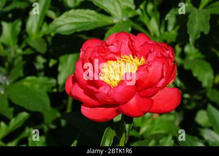 Paeonia Coral Magic. Halbdoppelte rosa Pfingstrose. Im Garten blüht ein wunderschöner Korallen-Pfingstrose. Stockfoto