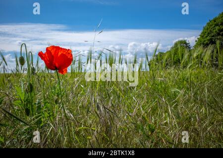 Ein roter Mohn steht vor einem grünen Kornfeld und der Himmel ist blau Stockfoto