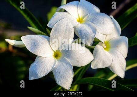 Nahaufnahme von schönen weißen Brautstrauß, Plumeria pudica Blume mit Wassertropfen, kopieren Raum Stockfoto