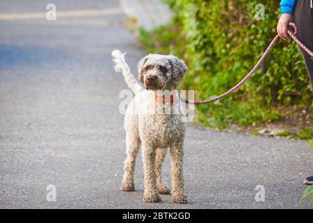 Hund an der Leine (Lagotto romagnolo) Stockfoto