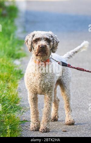 Hund an der Leine (Lagotto romagnolo) Stockfoto
