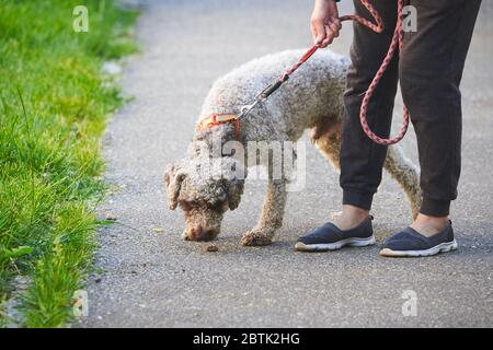 Hund an der Leine (Lagotto romagnolo) Stockfoto