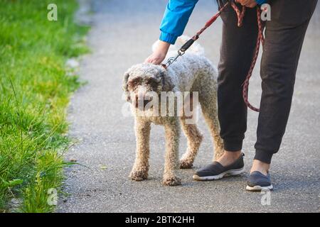 Hund an der Leine (Lagotto romagnolo) Stockfoto