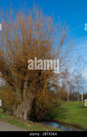 Weidenbaum am Ooser Landgraben in Baden-Baden Sandweier Stockfoto