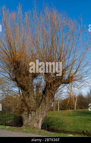 Weidenbaum am Ooser Landgraben in Baden-Baden Sandweier Stockfoto