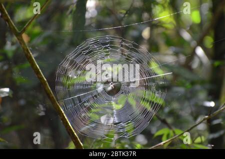 Schönes Spinnennetz mit einer kleinen Spinne in der Mitte Stockfoto