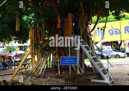 Heiliger Baum im Wat Ratburana in Phitsanulok Stockfoto