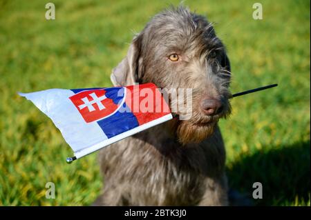 Grauhaariger Hund im Gras, der die slowakische Flagge hält. Der Hund ist der Rasse: Slowakischer rauer Zeiger oder Slowakischer Drahthaar-Zeigegriffon. Stockfoto