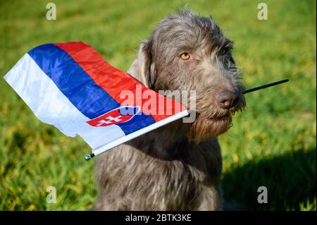 Grauhaariger Hund im Gras, der die slowakische Flagge hält. Der Hund ist der Rasse: Slowakischer rauer Zeiger oder Slowakischer Drahthaar-Zeigegriffon. Stockfoto