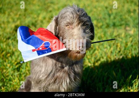 Grauhaariger Hund im Gras, der die slowakische Flagge hält. Der Hund ist der Rasse: Slowakischer rauer Zeiger oder Slowakischer Drahthaar-Zeigegriffon. Stockfoto