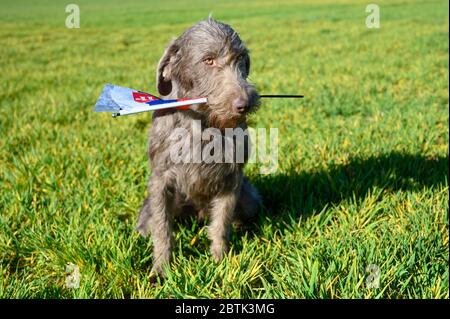 Grauhaariger Hund im Gras, der die slowakische Flagge hält. Der Hund ist der Rasse: Slowakischer rauer Zeiger oder Slowakischer Drahthaar-Zeigegriffon. Stockfoto