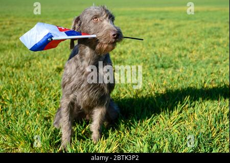 Grauhaariger Hund im Gras, der die slowakische Flagge hält. Der Hund ist der Rasse: Slowakischer rauer Zeiger oder Slowakischer Drahthaar-Zeigegriffon. Stockfoto