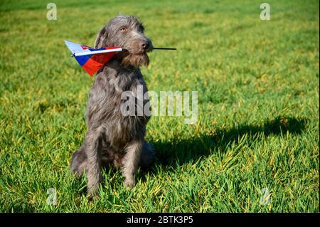 Grauhaariger Hund im Gras, der die slowakische Flagge hält. Der Hund ist der Rasse: Slowakischer rauer Zeiger oder Slowakischer Drahthaar-Zeigegriffon. Stockfoto