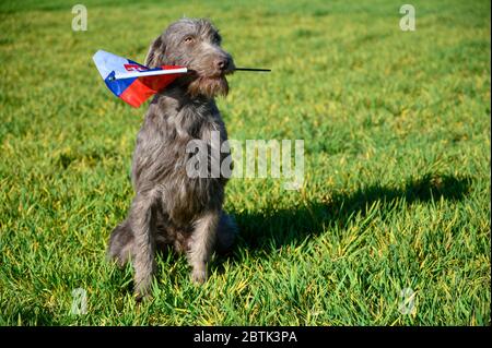 Grauhaariger Hund im Gras, der die slowakische Flagge hält. Der Hund ist der Rasse: Slowakischer rauer Zeiger oder Slowakischer Drahthaar-Zeigegriffon. Stockfoto