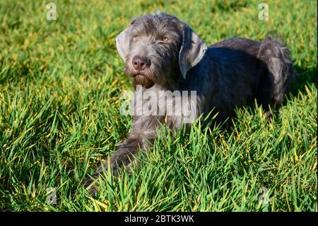 Grauhaariger Hund im Gras. Der Hund ist der Rasse: Slowakischer rauer Zeiger oder Slowakischer Drahthaar-Zeigegriffon. Stockfoto